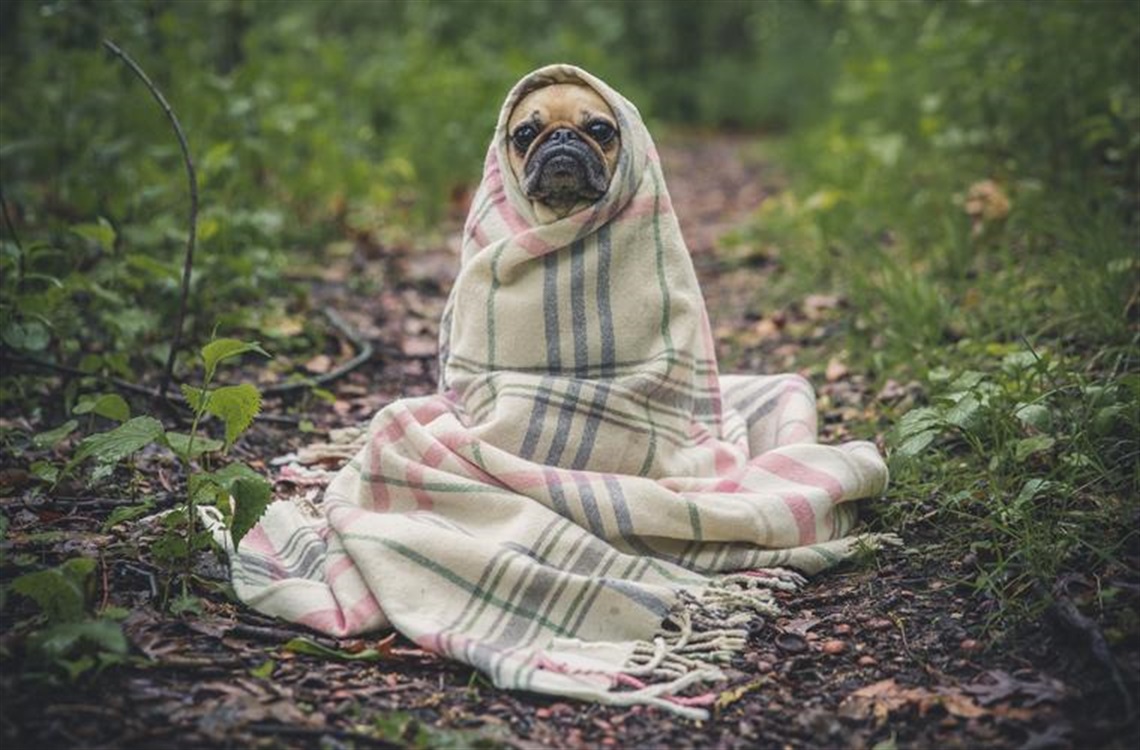 Dog wrapped in a blanket.