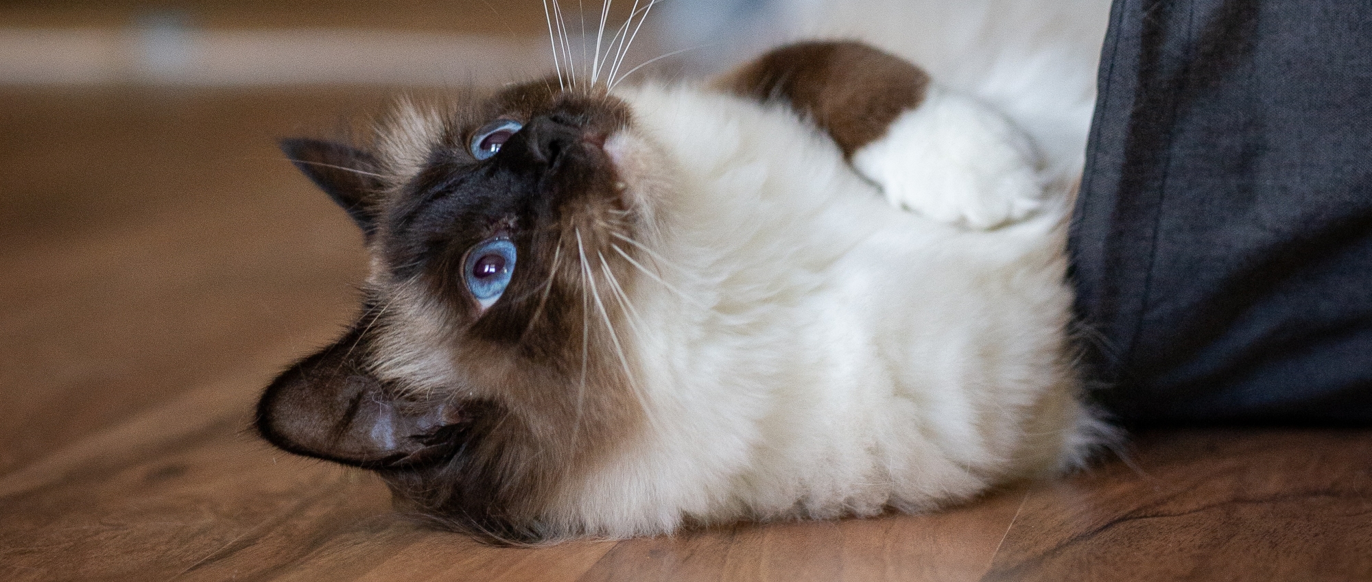 Ragdoll cat looking upwards